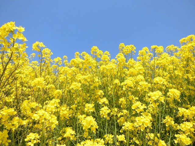 春の黄色の花の名前は菜の花 ありがとう 春の黄色の花の名前は菜の花 ありがとう