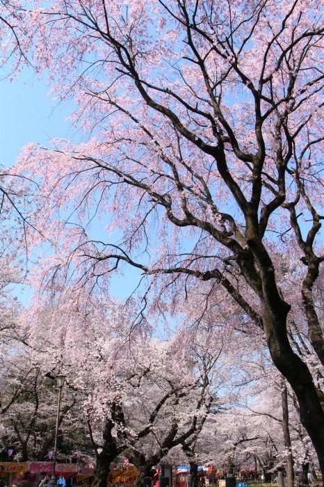 大宮公園　私のベスト桜写真　(2)_d0150720_11325928.jpg