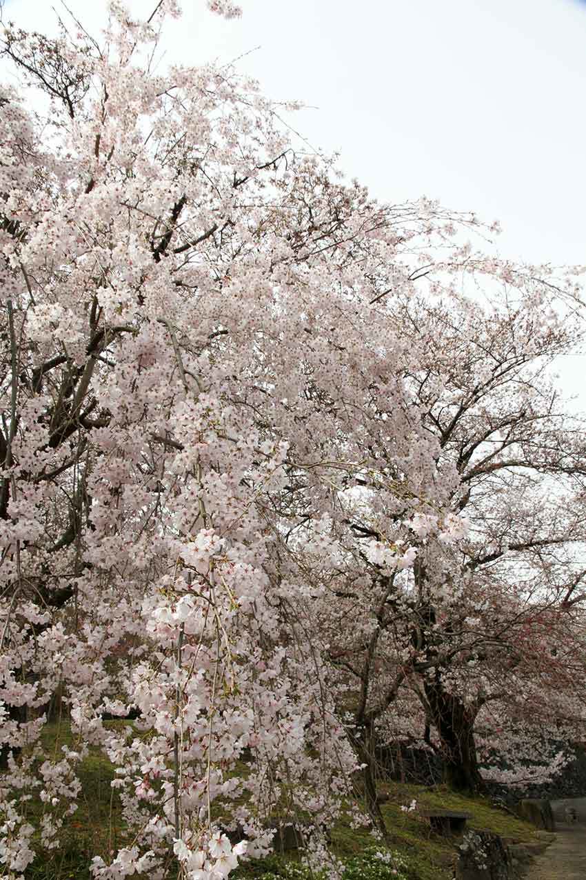 吉野川市 向麻山公園 のしだれ桜 すえドンのフォト日記 吉野川市 向麻山公園 のしだれ桜 すえドンのフォト日記
