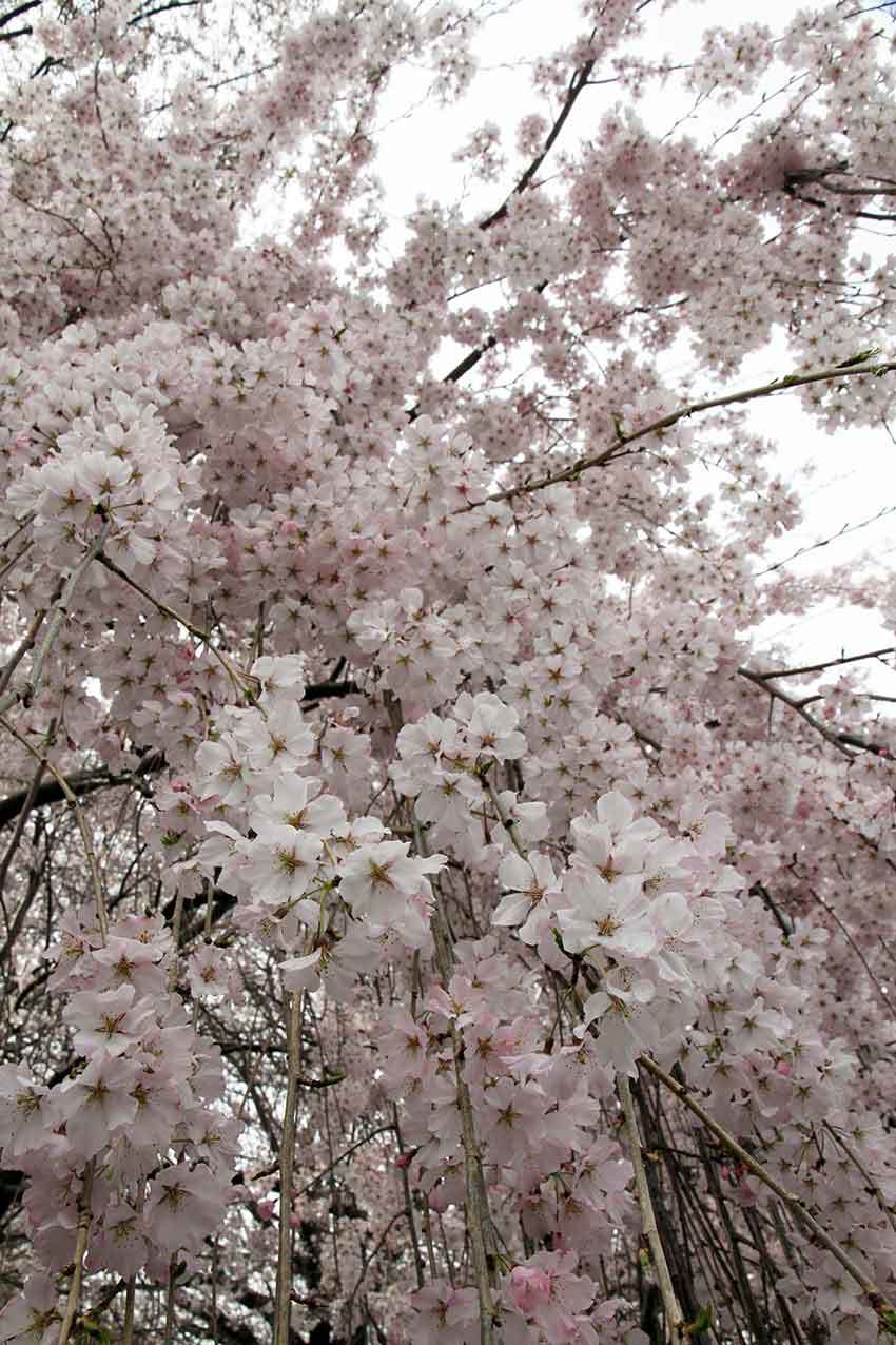 吉野川市 向麻山公園 のしだれ桜 すえドンのフォト日記 吉野川市 向麻山公園 のしだれ桜 すえドンのフォト日記