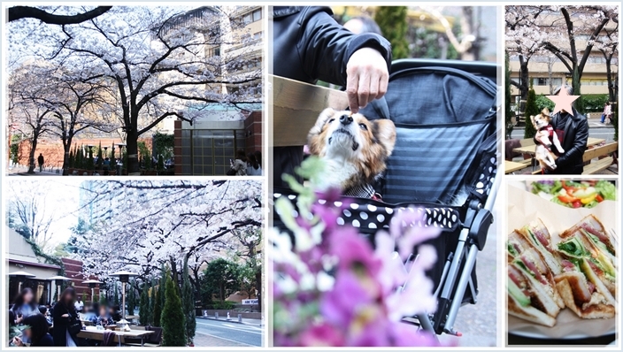 ☆桜とお散歩～♪_e0266947_17330283.jpg