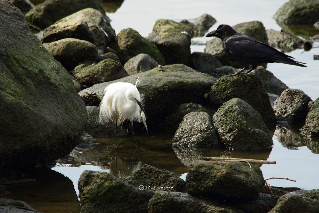 bird＊43  コサギお座り_e0365050_13363051.jpg