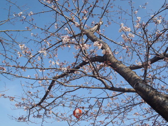 □4月5日(水)かみす桜まつり会場開花状況□_f0229750_11341607.jpg