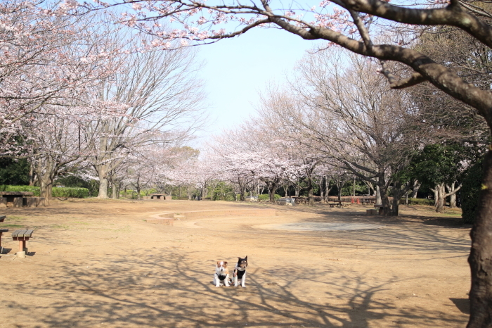 やっと桜に会えた_d0168652_12450353.jpg