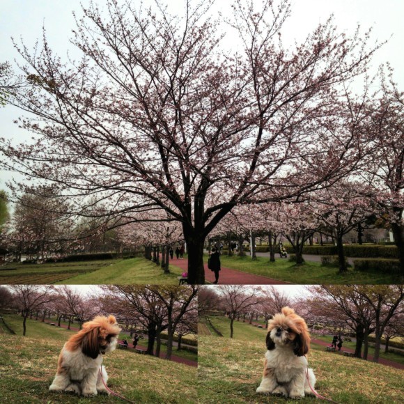 ４月５日　近場で桜ハンターＺ　②   みさと公園_b0306158_20151782.jpg