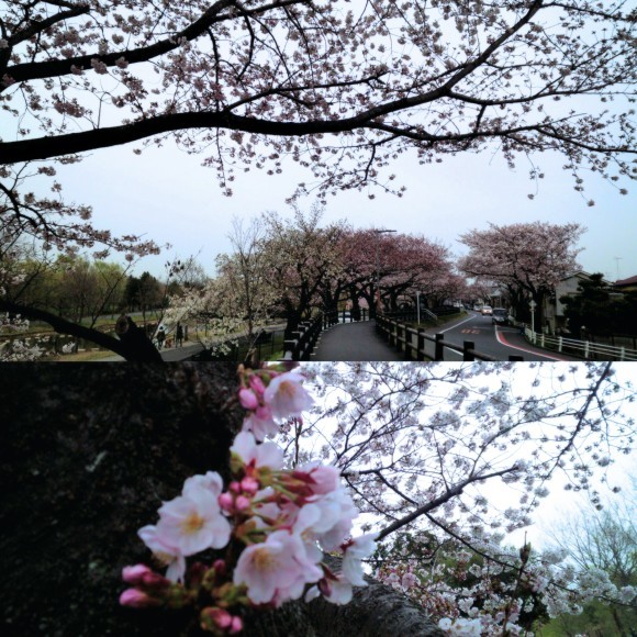 ４月５日　近場で桜ハンターＺ　②   みさと公園_b0306158_20192324.jpg