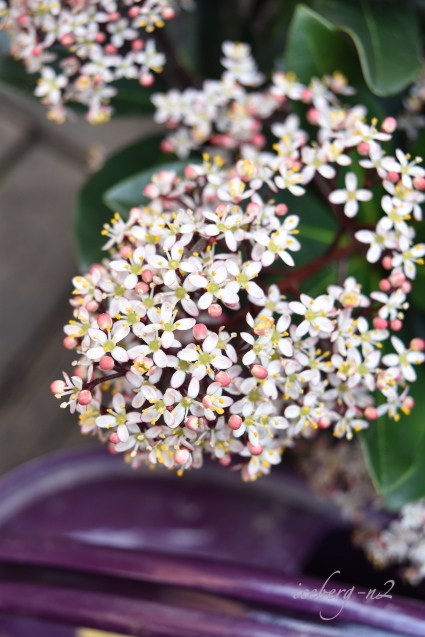 スキミアの花が咲いた 小さな庭 2