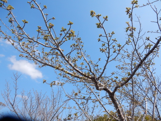 ’17，4，5（水）勝浦にも桜が咲き始めました！_f0060461_09564881.jpg