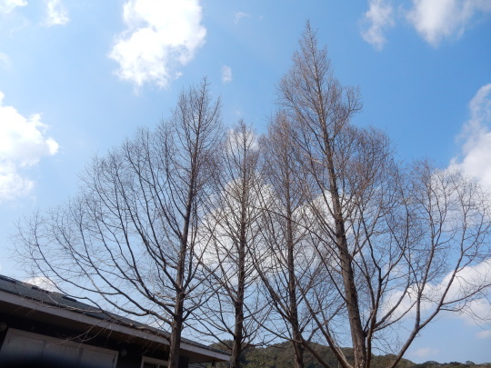 ’17，4，5（水）勝浦にも桜が咲き始めました！_f0060461_10013965.jpg