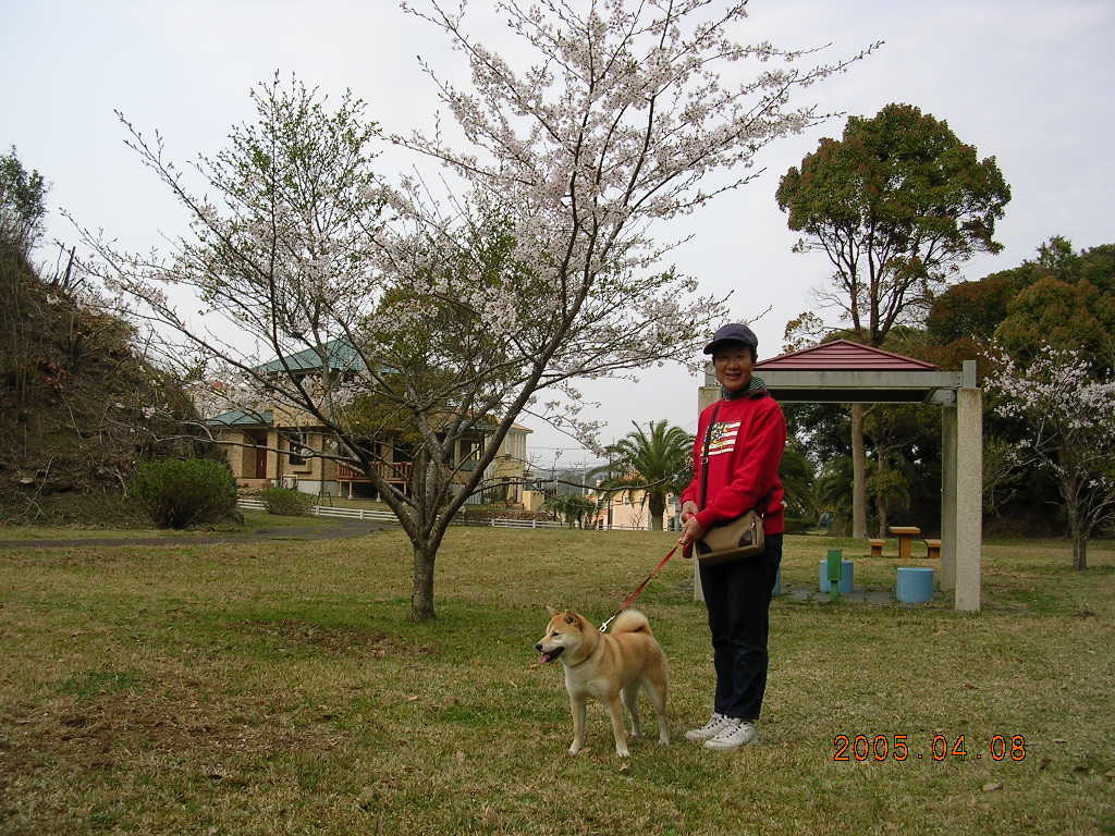 ’17，4，5（水）勝浦にも桜が咲き始めました！_f0060461_11274689.jpg