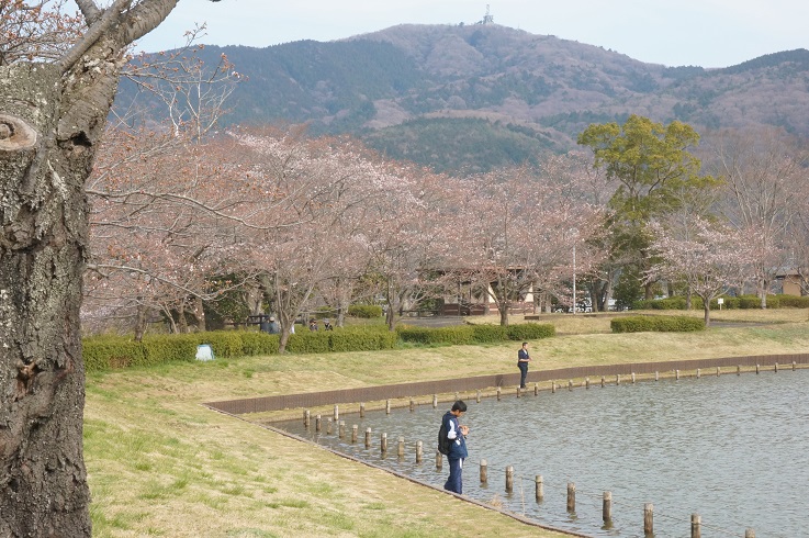 北条　大池のさくら　2017　開花情報　第二弾！_b0124462_21523466.jpg