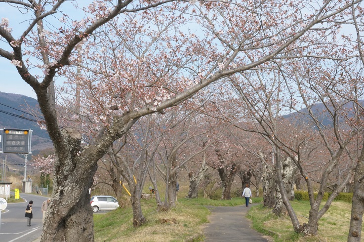 北条　大池のさくら　2017　開花情報　第二弾！_b0124462_21552857.jpg