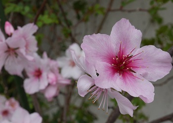 アーモンドの花と源平桃_f0140763_22291055.jpg