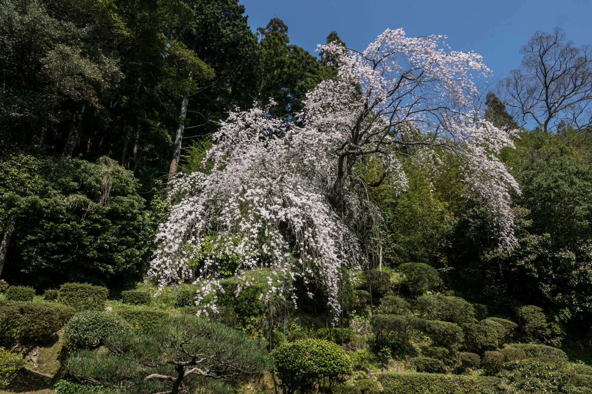 RX10M3で医光寺のしだれ桜を撮る_e0015567_19404153.jpg