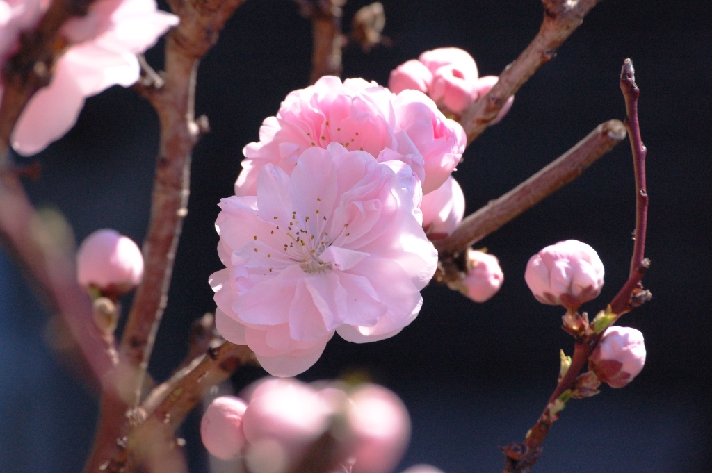 花桃が満開　2017年4月3日_a0164068_21342545.jpg