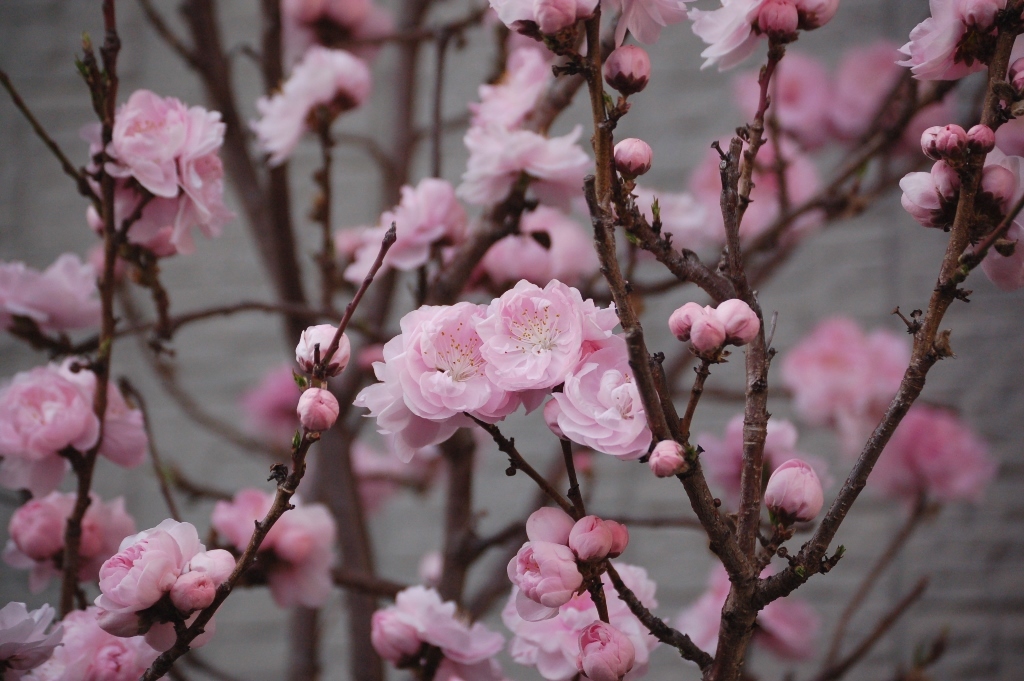 花桃が満開　2017年4月3日_a0164068_21342571.jpg