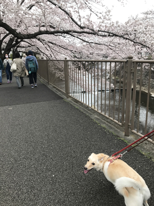 桜のアーチ_e0351070_22415493.jpg