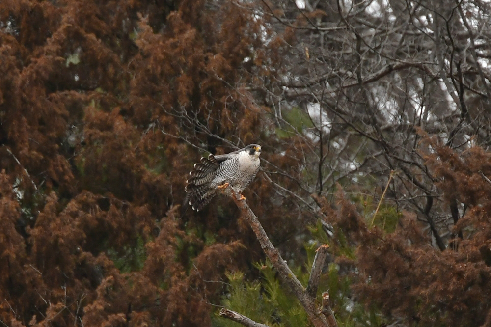 失敗と成功 ハヤブサ_f0053272_22265779.jpg