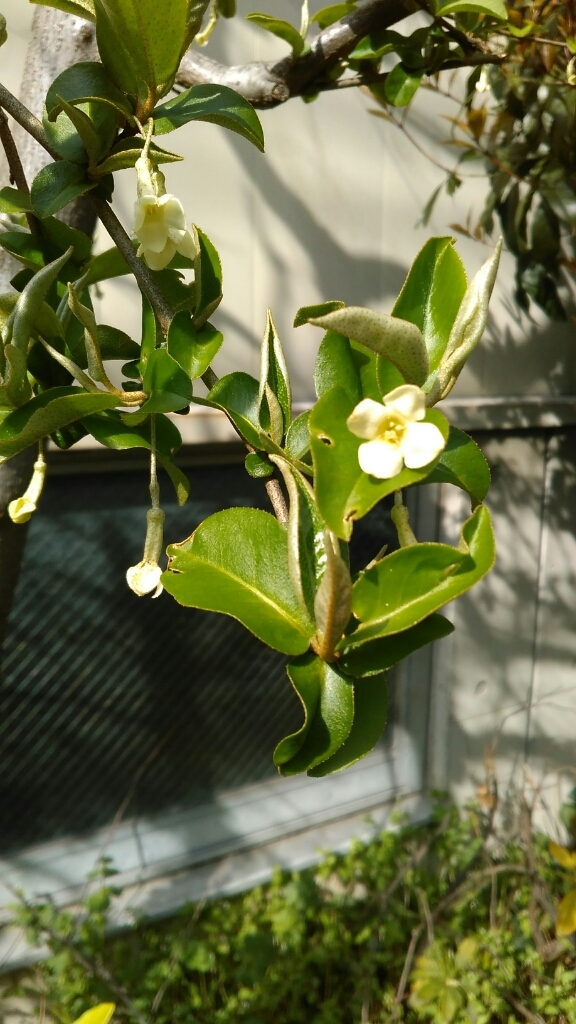 カリンの花と何の花？と飛ぶイブ_c0162773_01123996.jpg