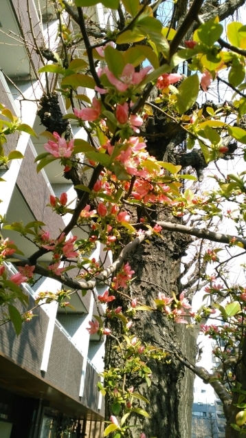 カリンの花と何の花？と飛ぶイブ_c0162773_01124965.jpg