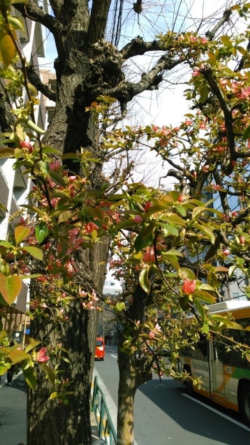 カリンの花と何の花？と飛ぶイブ_c0162773_01125238.jpg