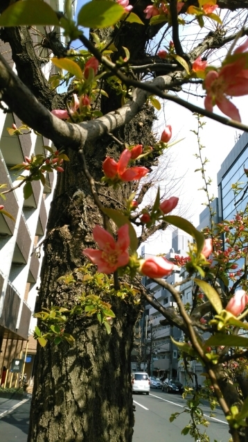 カリンの花と何の花？と飛ぶイブ_c0162773_01125783.jpg