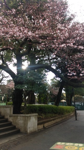 神戸から東京へ(2)国立科学博物館の大英自然博物館展へ_a0098174_00374215.jpg