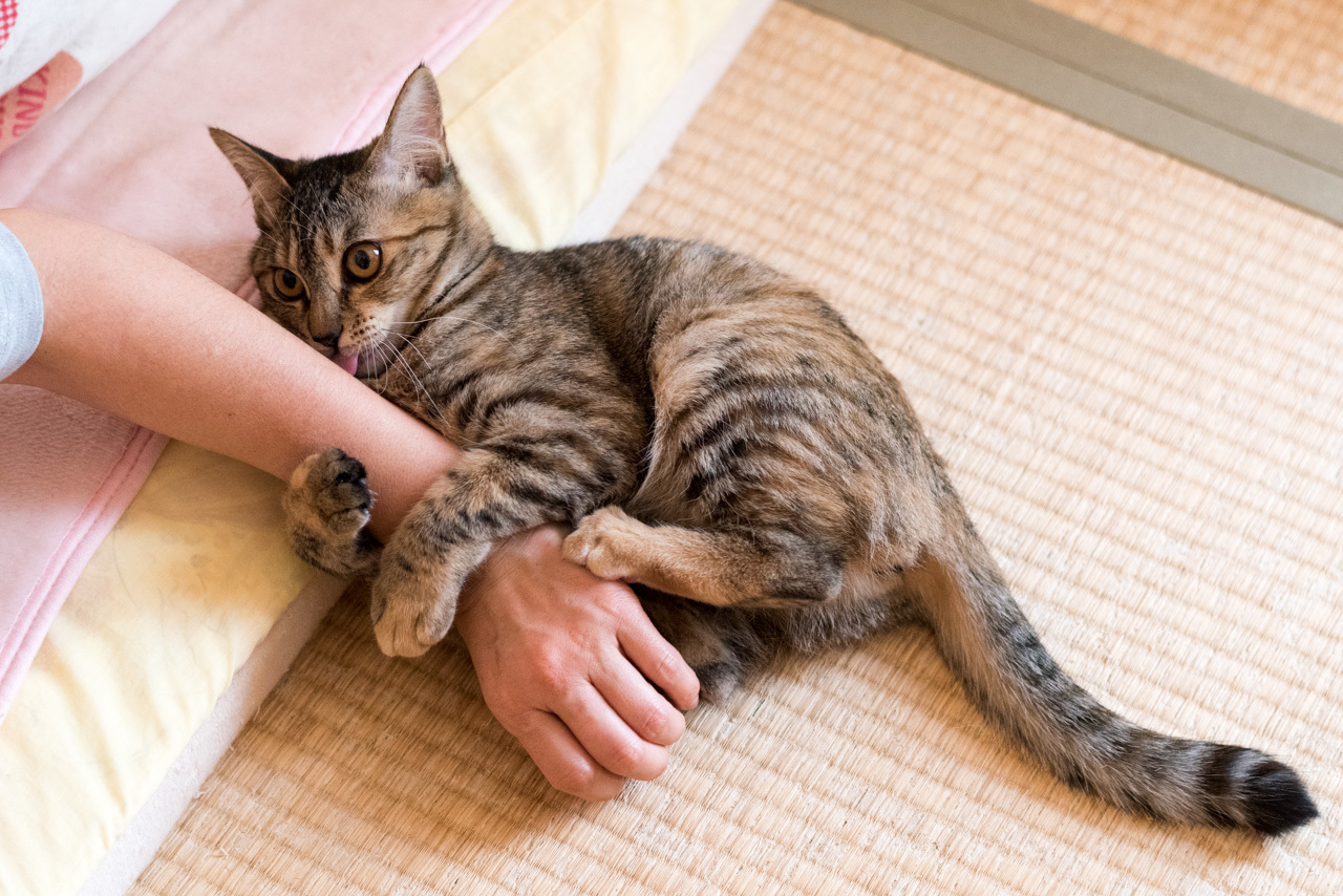 ケリケリ ペロペロ 猫と夕焼け ケリケリ ペロペロ 猫と夕焼け