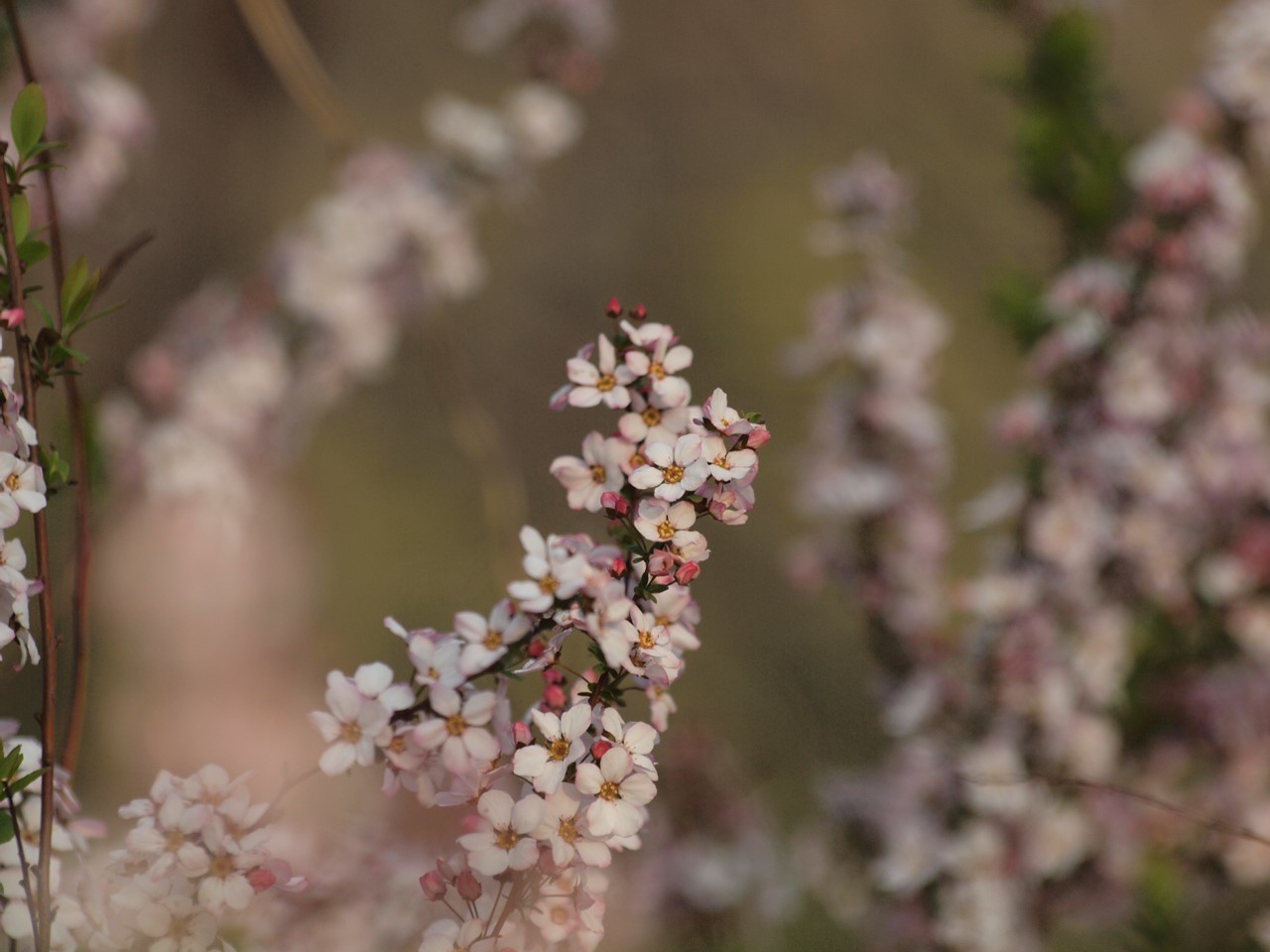 『春蘭(シュンラン)や薄紅雪柳(ウスベニユキヤナギ)等の花達～』_d0054276_2020199.jpg