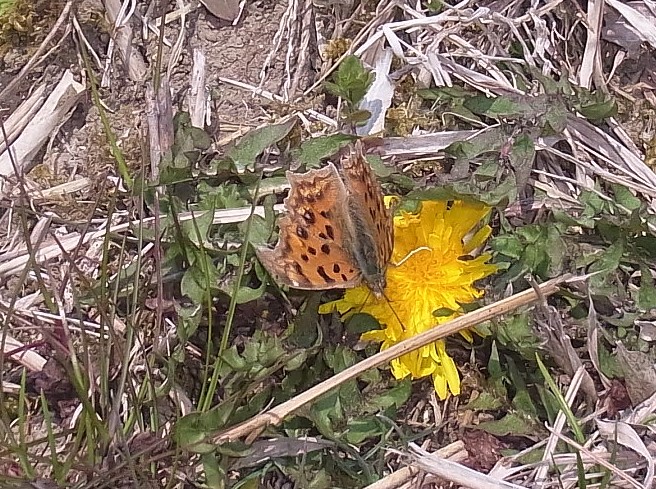 e0148077_2071879.jpg
