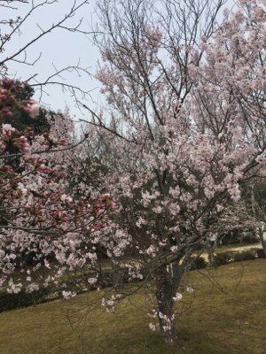 桜はまだかな 3_c0050380_19530846.jpg