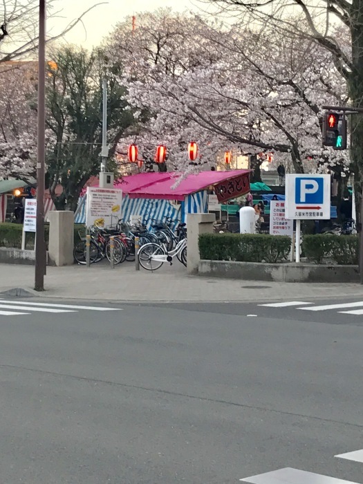 「お花見」 見頃です、お早めに。。。「創業祭」 の目玉、お早めに。。。♪♪_d0152280_10390929.jpg