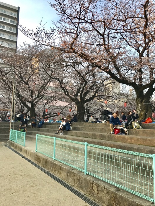 「お花見」 見頃です、お早めに。。。「創業祭」 の目玉、お早めに。。。♪♪_d0152280_10415942.jpg