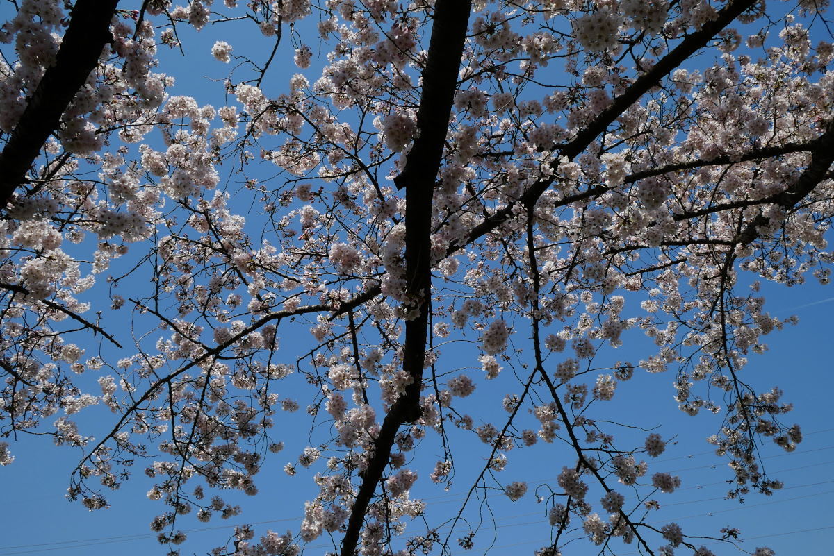 桜2017②柳瀬川桜堤・森林公園_c0252688_18402216.jpg