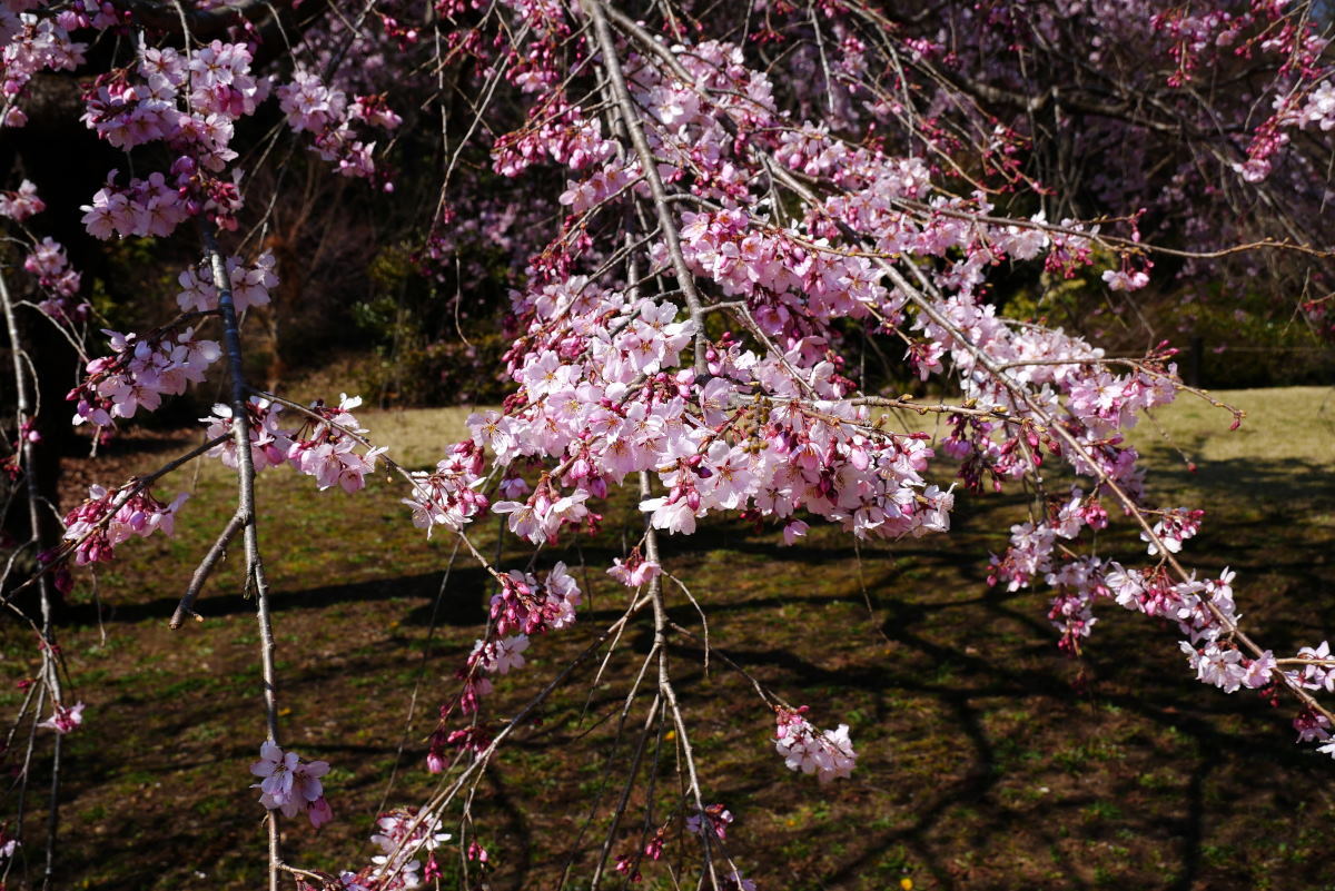 桜2017②柳瀬川桜堤・森林公園_c0252688_18412241.jpg