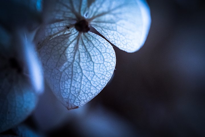 時間の止まった植物たち_d0353489_201314100.jpg