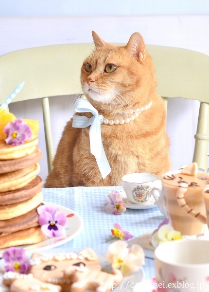 茶トラ誕生会のお菓子あれこれ　　Homemade Sweets for Marmalade Cat Birthday Party_d0025294_10210531.jpg