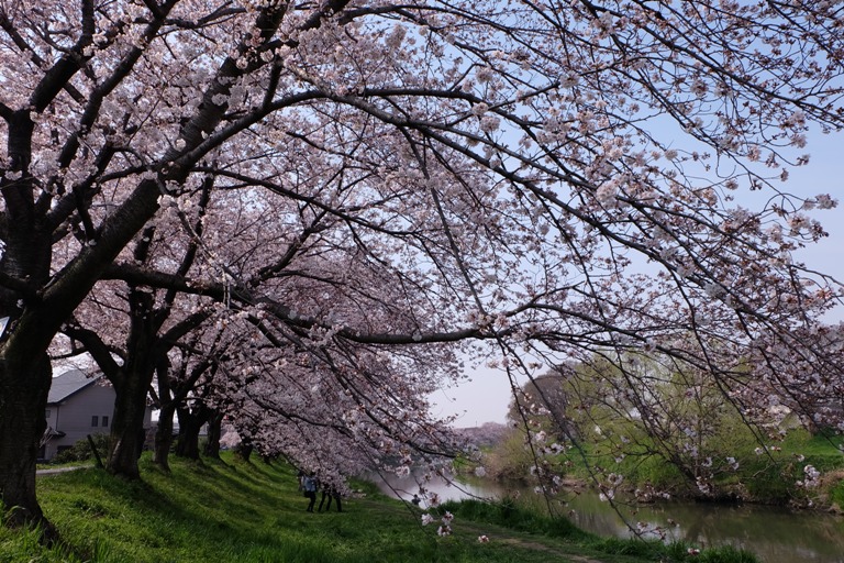 元荒川桜土手_d0153294_22381262.jpg