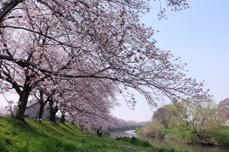 元荒川桜土手_d0153294_22382763.jpg