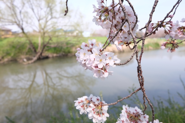 元荒川桜土手_d0153294_22384126.jpg