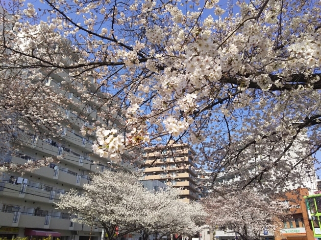 桜を巡るお散歩（南浦和～浦和～中浦和～武蔵浦和）_e0041294_10285420.jpg