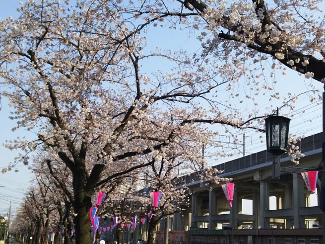 桜を巡るお散歩（南浦和～浦和～中浦和～武蔵浦和）_e0041294_10315730.jpg