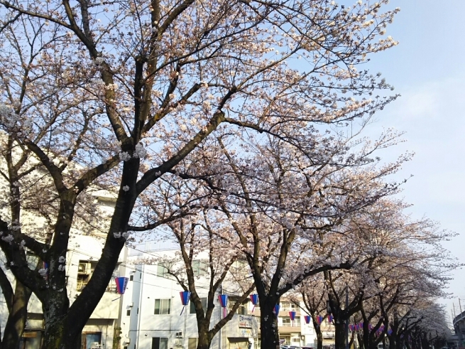 桜を巡るお散歩（南浦和～浦和～中浦和～武蔵浦和）_e0041294_10320369.jpg