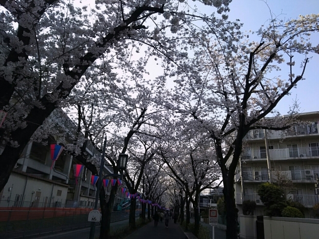 桜を巡るお散歩（南浦和～浦和～中浦和～武蔵浦和）_e0041294_10320672.jpg