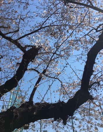 桜、、、咲く。_f0061394_09224872.jpg