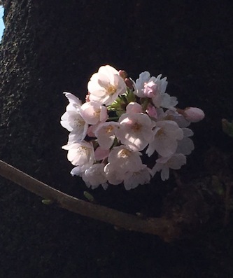 桜、、、咲く。_f0061394_09311246.jpg