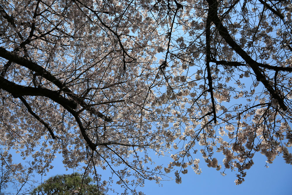 sakura saku_c0252695_11264884.jpg