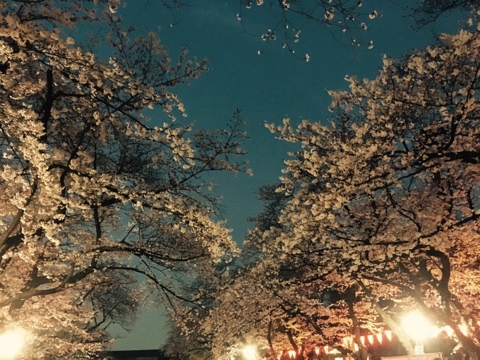 店長の日記〜夜桜〜_d0269898_12021830.jpeg