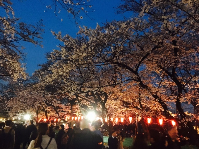 店長の日記〜夜桜〜_d0269898_12024897.jpeg