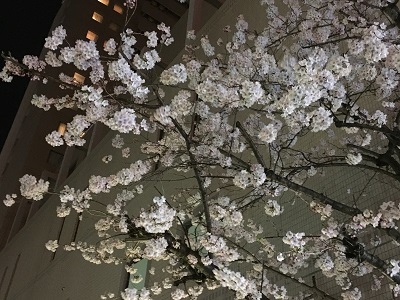 白ダメソと夜桜見物。_f0372998_21554599.jpg